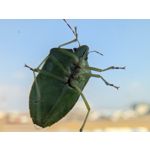 Zdjęcia użytkowników Google Pixel 9 Pro XL