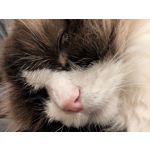 Zdjęcia użytkowników Google Pixel 9 Pro XL