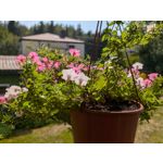 Zdjęcia użytkowników Google Pixel 9 Pro XL