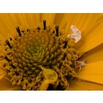 Zdjęcia użytkowników Google Pixel 9 Pro XL