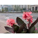 Zdjęcia użytkowników Google Pixel 9 Pro XL