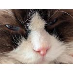 Zdjęcia użytkowników Google Pixel 9 Pro XL