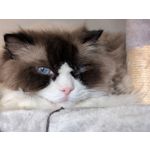 Zdjęcia użytkowników Google Pixel 9 Pro XL