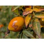 Zdjęcia użytkowników Google Pixel 9 Pro XL