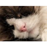 Zdjęcia użytkowników Google Pixel 9 Pro XL