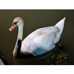 Zdjęcia użytkowników Google Pixel 9 Pro XL