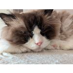 Zdjęcia użytkowników Google Pixel 9 Pro XL