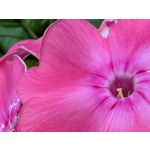 Zdjęcia użytkowników Google Pixel 9 Pro XL