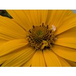 Zdjęcia użytkowników Google Pixel 9 Pro XL