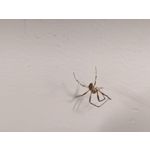 Zdjęcia użytkowników Google Pixel 9 Pro XL