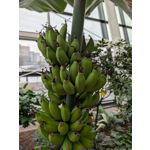 Zdjęcia użytkowników Google Pixel 9 Pro