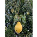 Zdjęcia użytkowników Google Pixel 9