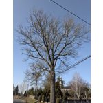 Zdjęcia użytkowników Google Pixel 9