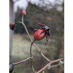 Zdjęcia użytkowników Google Pixel 9