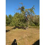 Zdjęcia użytkowników Google Pixel 9