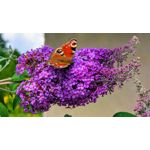 ZDJĘCIA Z TEGO TELEFONU