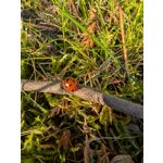 ZDJĘCIA Z TEGO TELEFONU