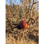 ZDJĘCIA Z TEGO TELEFONU