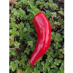 ZDJĘCIA Z TEGO TELEFONU