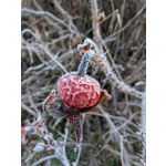 ZDJĘCIA Z TEGO TELEFONU