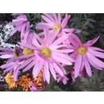 Zdjęcia użytkowników Hammer BOW+