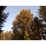 Zdjęcia użytkowników Hammer Energy 18x9 Zdjęcia użytkowników Hammer Energy 18x9