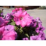 Zdjęcia użytkowników Hammer Energy 18x9 Zdjęcia użytkowników Hammer Energy 18x9