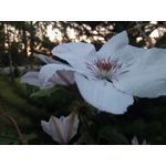 Zdjęcia użytkowników Hammer Energy 18x9 Zdjęcia użytkowników Hammer Energy 18x9