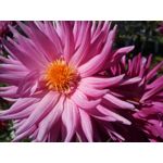 ZDJĘCIA Z TEGO TELEFONU