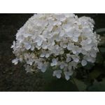 Zdjęcia użytkowników Hammer Energy 18x9 Zdjęcia użytkowników Hammer Energy 18x9