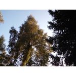 Zdjęcia użytkowników Hammer Energy 18x9 Zdjęcia użytkowników Hammer Energy 18x9