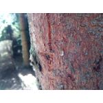 Zdjęcia użytkowników Hammer Energy 18x9 Zdjęcia użytkowników Hammer Energy 18x9