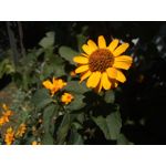 ZDJĘCIA Z TEGO TELEFONU