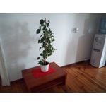 Zdjęcia użytkowników Hammer Energy 18x9 Zdjęcia użytkowników Hammer Energy 18x9