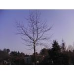 ZDJĘCIA Z TEGO TELEFONU