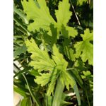 Zdjęcia użytkowników Homtom HT10 Zdjęcia użytkowników Homtom HT10