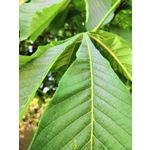 Zdjęcia użytkowników Honor 10