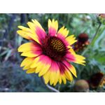 Zdjęcia użytkowników Honor 10