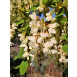 Zdjęcia użytkowników Honor 10