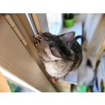 Zdjęcia użytkowników Honor 10