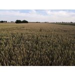 Zdjęcia użytkowników Honor 10