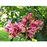 Zdjęcia użytkowników Honor 10