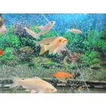 Zdjęcia użytkowników Honor 10