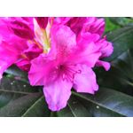 Zdjęcia użytkowników Honor 10