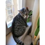 Zdjęcia użytkowników Honor 10