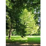 Zdjęcia użytkowników Honor 10