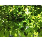 Zdjęcia użytkowników Honor 10