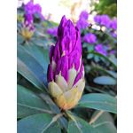 Zdjęcia użytkowników Honor 10