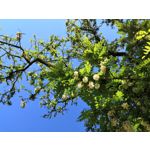 Zdjęcia użytkowników Honor 10