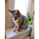 Zdjęcia użytkowników Honor 10